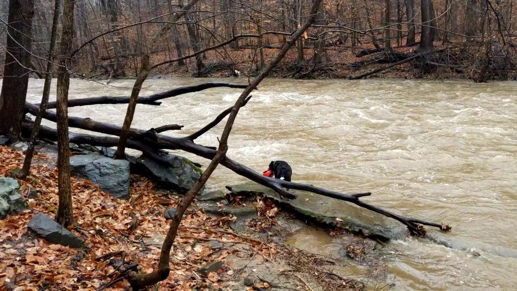 Watching a Raging River
